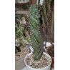 Цереус Cereus  forbesii spiralis / Галерея