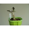 Эуфорбия Euphorbia ambovombensis / Галерея
