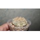Astrophytum Super Kabuto Gold