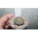 Astrophytum Ooibo Gold