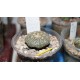 Astrophytum Ooibo Gold