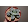 Haworthia pygmaea Within the Snow