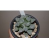 Haworthia pygmaea Snow Lady