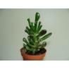 Crassula ovata cv. Hobbit