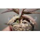 Aloe Raspberry Ripple гибрид