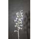 Лудизия Ludisia discolor