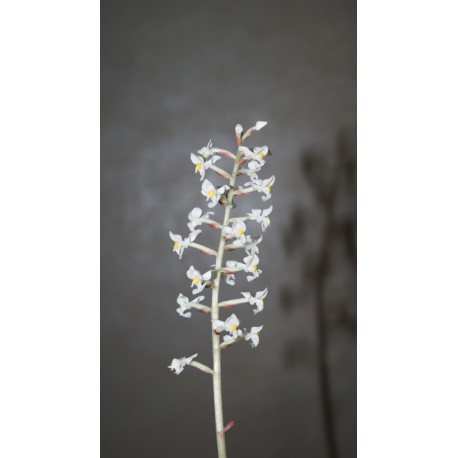 Лудизия Ludisia discolor