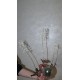 Лудизия Ludisia discolor