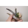Adromischus marianae antidorcatum Travaal