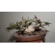 Euphorbia cylindrifolia девятиголовый