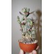 Adromischus alstonii бонсай