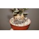 Adromischus alstonii бонсай