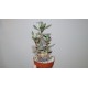Adromischus alstonii бонсай