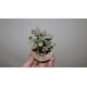 Adromischus alstonii бонсай