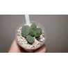 Adromischus marianae Herrei green