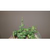Senecio rowleyanus