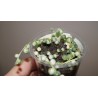 Senecio rowleyanus variegata