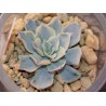 Echeveria subsessilis variegata