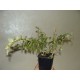 Hoya Bella variegata