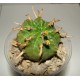 Euphorbia valida