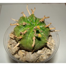 Euphorbia valida