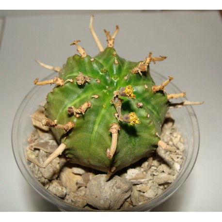 Euphorbia valida