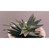 Хавортия Haworthia scabra AR20 - Галерея