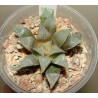 Haworthia mirabilis
