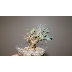 Отонна Othonna euphorbioides - Галерея