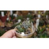 Haworthia oculata