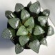 Haworthia bayeri Jupiter