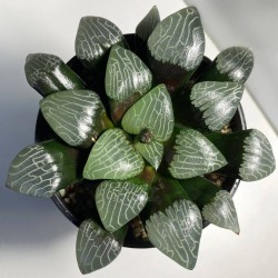 Haworthia bayeri Jupiter