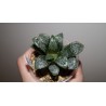 Хавортия Haworthia Marilyn