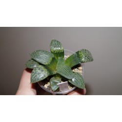 Хавортия Haworthia comptoniana Suisho (Crystall) - Галерея