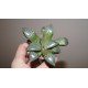 Haworthia comptoniana Crystall
