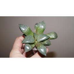 Хавортия Haworthia comptoniana Suisho (Crystall) - Галерея