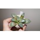Haworthia comptoniana Crystall 3