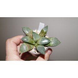 Хавортия Haworthia comptoniana Suisho (Crystall) - Галерея
