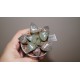 Haworthia comptoniana Suisho (Crystall) Red