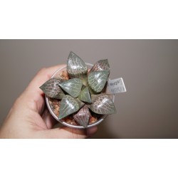 Хавортия Haworthia comptoniana Suisho (Crystall) Red - Галерея