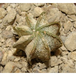 Astrophytum capricorne niveum