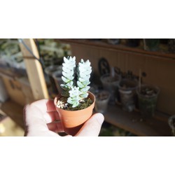 Crassula deceptor