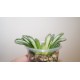 Haworthia Seiko Nishiki variegata