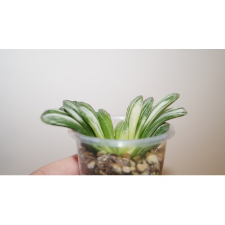 Haworthia Seiko Nishiki variegata