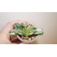 Haworthia Seiko Nishiki variegata