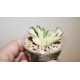 Haworthia Seiko Nishiki reverse variegata