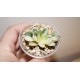 Haworthia Seiko Nishiki reverse variegata