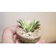 Haworthia Seiko Nishiki reverse variegata