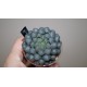 Haworthia obtusa OB1
