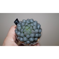 Haworthia obtusa OB1